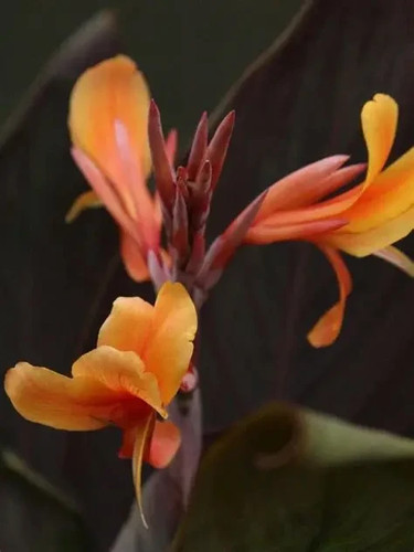 Canna smokey flame x - -, 5
