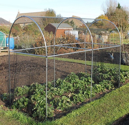 Fruit vegetable garden - fruit, cage