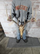 Wild 11 Point Whitetail Deer Antler Rack Horn Skull European Mount Man Cave 135"