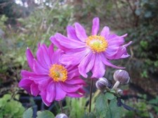 Anemone Prinz Heinrich