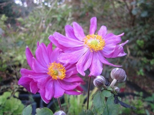Anemone prinz heinrich - anemone,