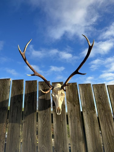 Red deer stag - , taxidermy
