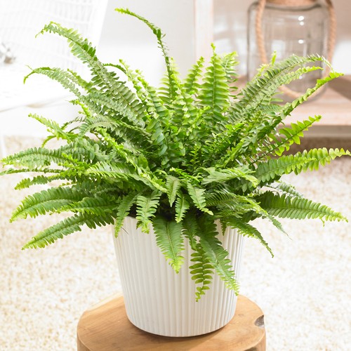 Nephrolepis boston fern - 1,