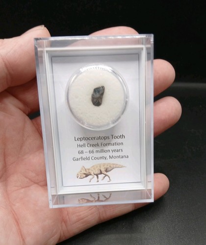 Fossil dinosaur tooth - fossil,