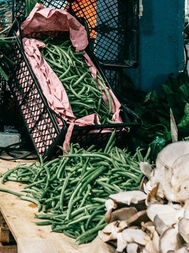 French dwarf bean plug plants - dwarf,