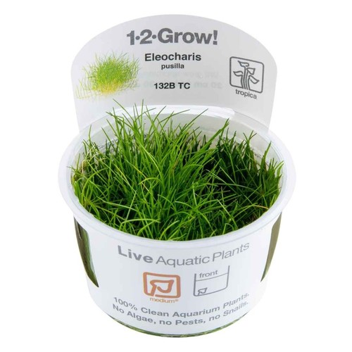 Eleocharis pusilla mini - eleocharis,