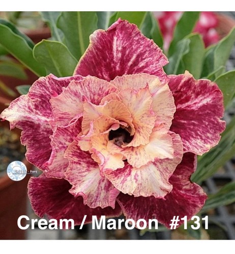 Desert rose adenium - desert,