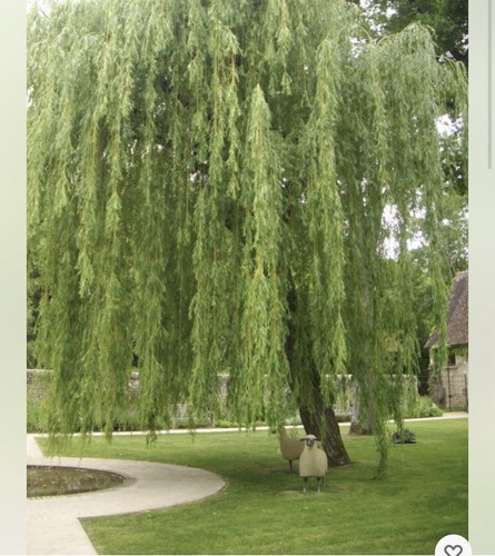 Preorder golden weeping - 3,