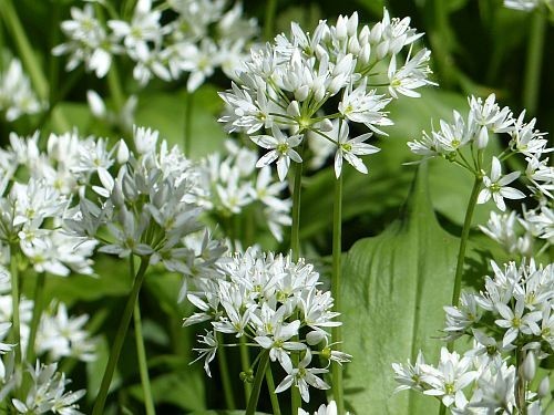 Organic wild garlic bulbs - x,