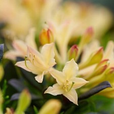 Azalea 'Parfumollis Yellow' -