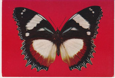 Postcard Tropical Butterflies