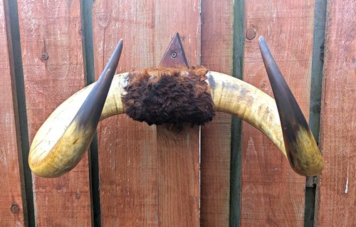 Antique mounted cattle bull - cattle,