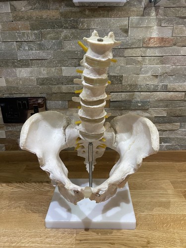 Human lumbar vertebrae pelvis - ,