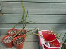 Rhipsalis grandiflora 3 - grandiflora, a