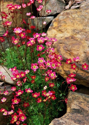 Evegreen saxifraga red - , 🌷