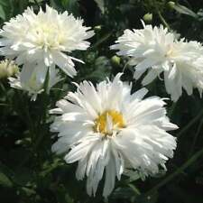 25 Crazy Daisy Double Seeds -