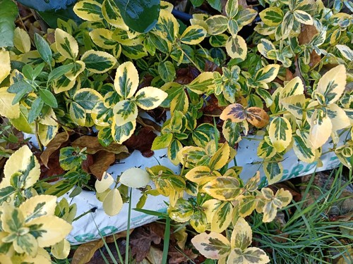 Euonymus fortunei emerald - 6, 'emerald