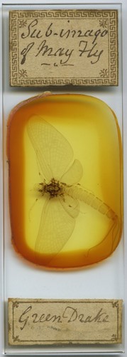 Antique microscope slide - , by