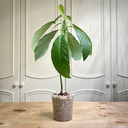 Avocado tree persea - 🥑,