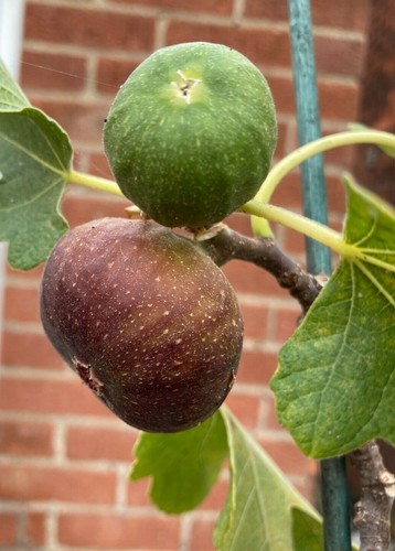 Fig tree plant outdoor - fig,