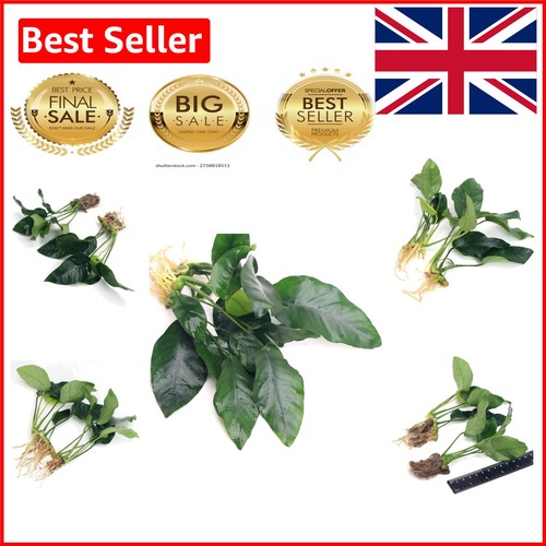 Pack anubias barteri - barteri, var