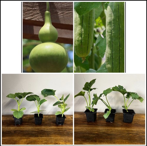 Multiple varieties gourd - varieties, of