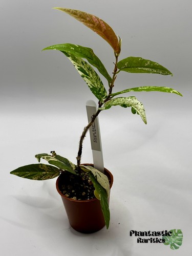 Ficus pink variegata - ficus, ‘pink