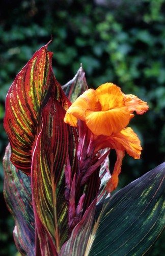 Exotic and rare - 01, canna