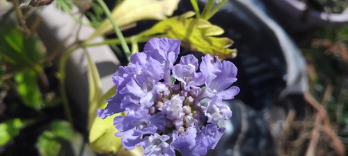 Blue field scabious - 1,