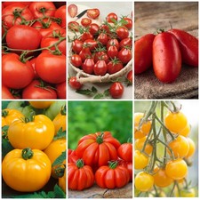 Tomato Plug Plant Pack x 12