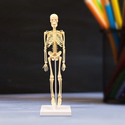 Human anatomical anatomy - human,