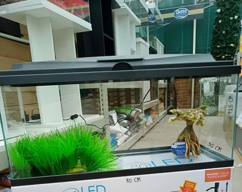Brand new fish - new**, tank