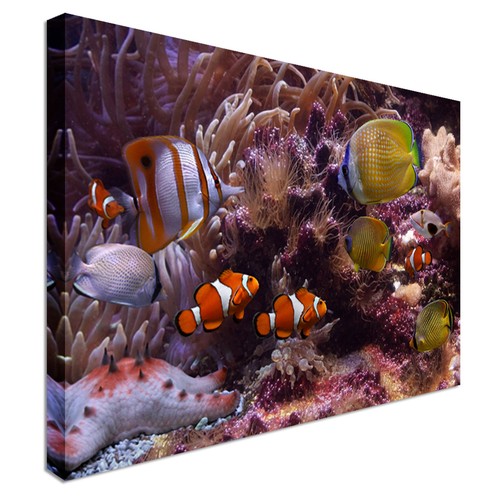 Tropical clown fish canvas - tropical,