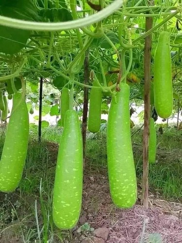 Vegetable seeds bottle gourd - vegetable, seeds,bottle