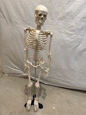 Human Anatomical Anatomy 32" Flexible Plastic Skeleton Medical Teaching Model