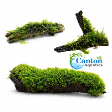 Aquarium Moss On DriftWood