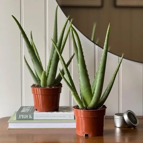 Medicinal aloe vera indoor - medicinal,