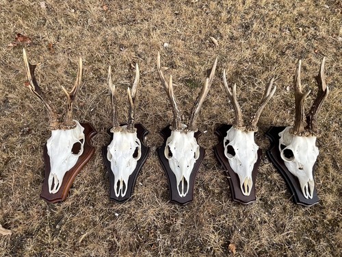 Nice roe deer buck - nice,