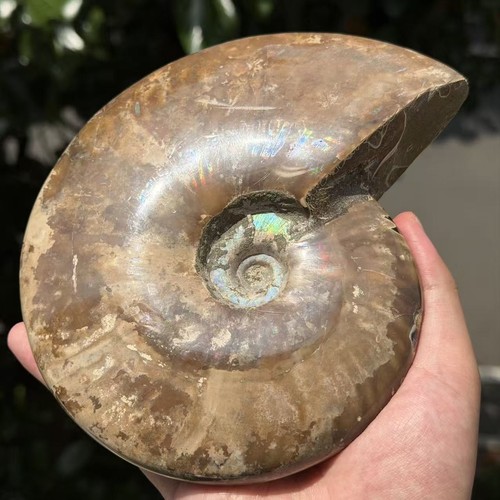 3lb large natural ammonite - natural,