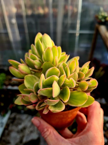 Crassula swaziensis money - crassula,