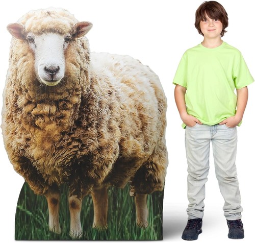 Lifesize sheep cardboard - lifesize,