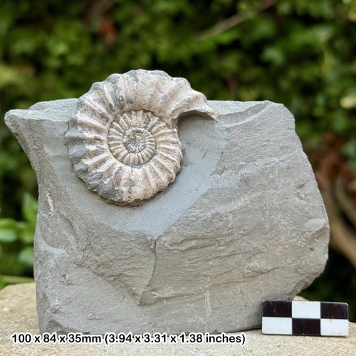 Rare oistoceras figulinum - rare:,