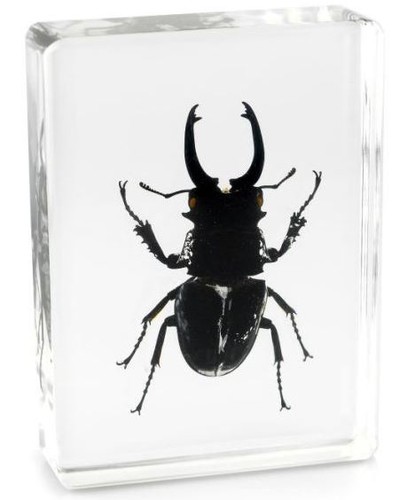 Insect paperweight real beetle - insect,