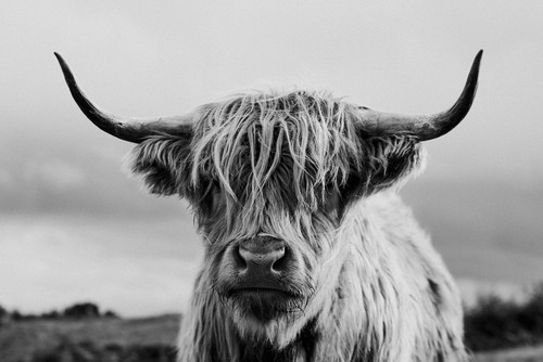 Highland cow animals - cow,