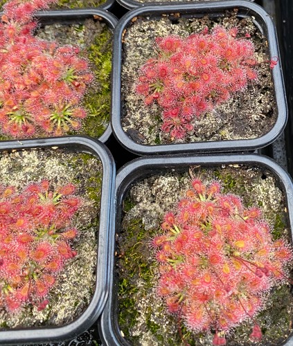Drosera manii omissa pygmy - drosera,