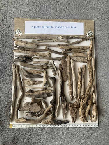 Cornish driftwood pieces never - driftwood,