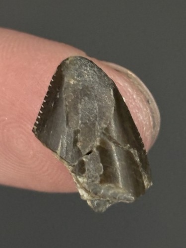 Torvosaurus dinosaur tooth tip - dinosaur,