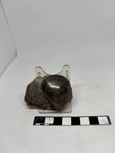 Polished scunthorpe bivalve - polished,