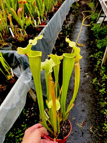 Sarracenia rita soper leah - rita,