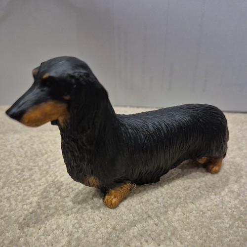 Miniature longhair dachshund - miniature,